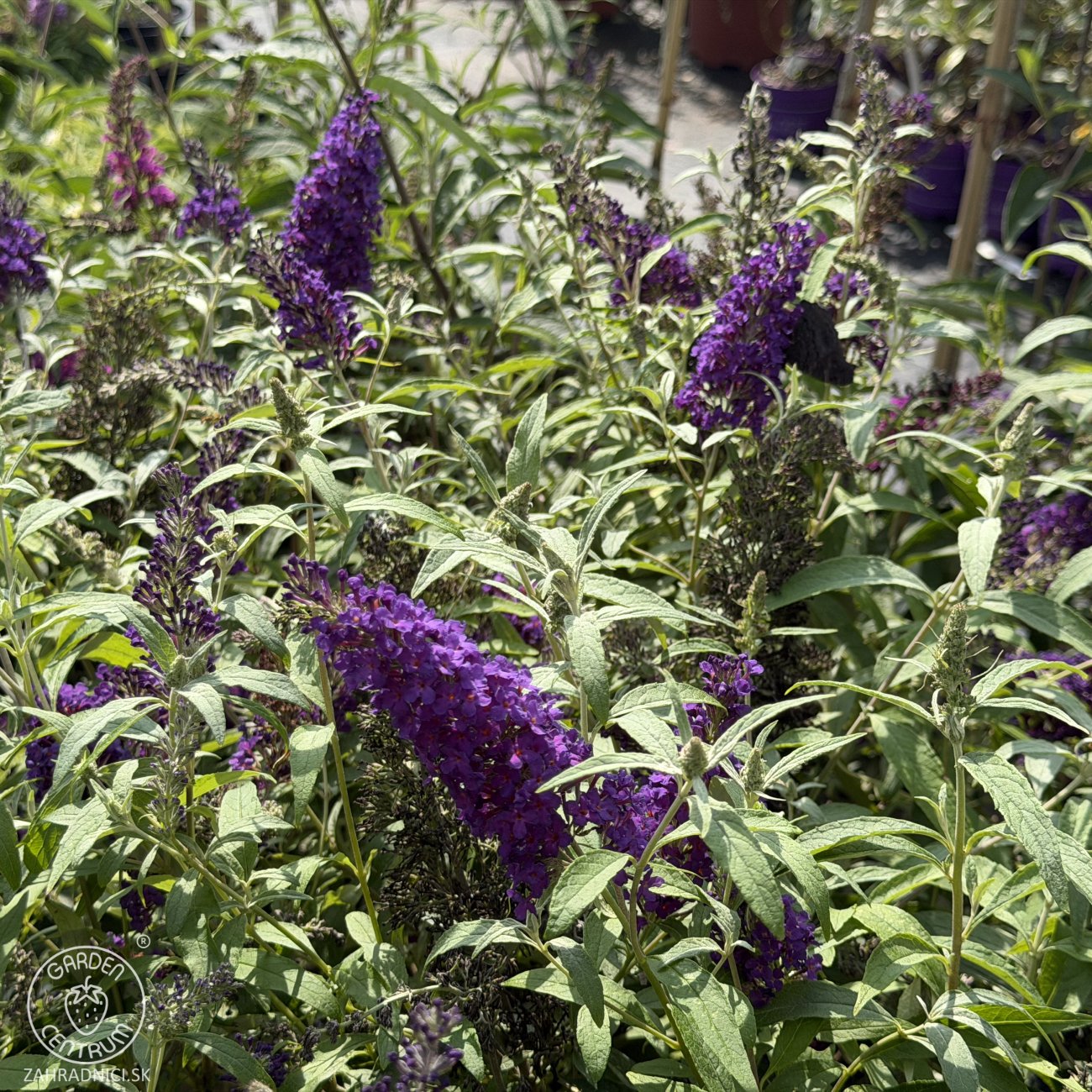 Obrázok Budleja Dávidova (Buddleja Davidii) ´BUTTERFLY TOWER®´ - výška 30-40 cm, kont. C2.5L
